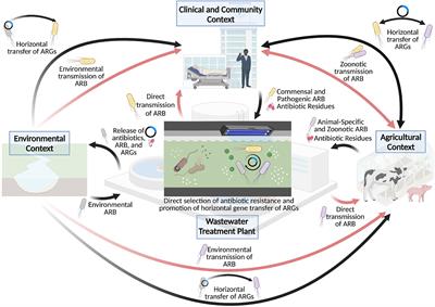 Naturalized Escherichia coli in Wastewater and the Co-evolution of Bacterial Resistance to Water Treatment and Antibiotics